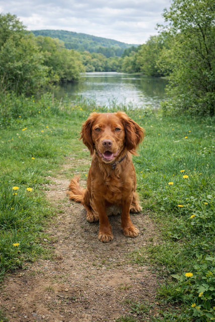 🐾 Wagging Tales — Introduction
