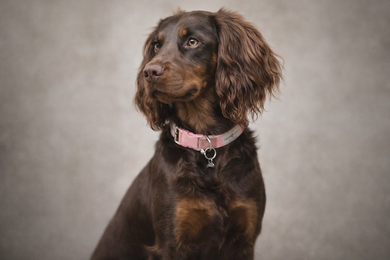 Autumn - Lincolnshire Cocker Spaniels
